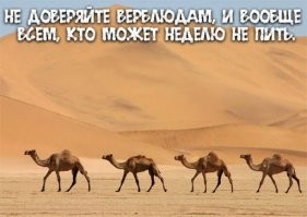 Удивительное рядом: Что у верблюдов в горбах?
