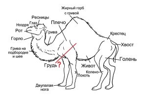 Удивительное рядом: Что у верблюдов в горбах?