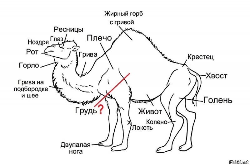 Удивительное рядом: Что у верблюдов в горбах?