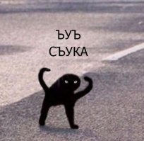 Кошка защитила котёнка от собак