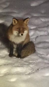 Приходил в течении трех лет.Каждый день.Даже таблетки от глистов ему давали :) Из заморыша откармили вот в такого зверя