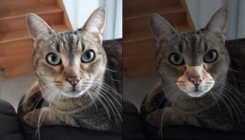 По мне так хомяк лучше