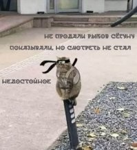 Кот-рыболов