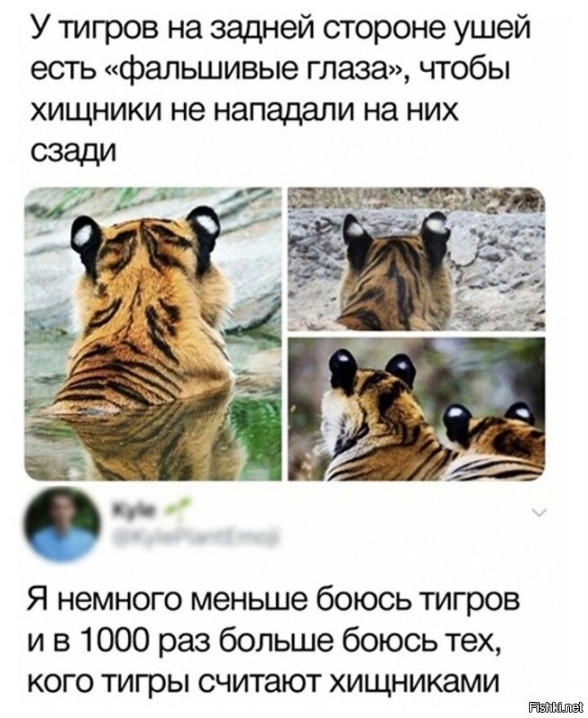 Солянка от 16.11.2021