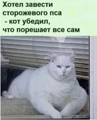 Неудачная попытка покормить дикую лису с рук