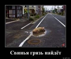 Свинья везде грязь найдет.