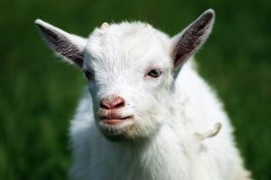 Странные товары