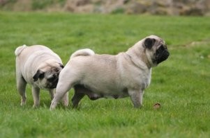 Просто он собакой был в прошлой жизни.