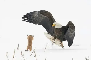 Сдается для суслика ситуация ни фига не комичная