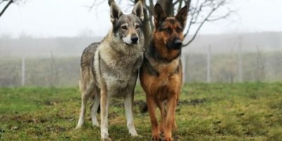Хаски трудно назвать крупной собакой. Да и волки бывают очень разными по размеру. Немцы считаются крупными, хотя далеко не самыми.
