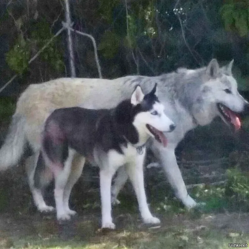 Хаски трудно назвать крупной собакой. Да и волки бывают очень разными по размеру. Немцы считаются крупными, хотя далеко не самыми.