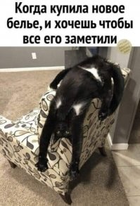 Смешные и познавательные картинки