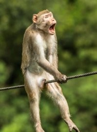 " Ой!" слишком корректно названо фото. Думаю и обезьяна кричала совсем не это.