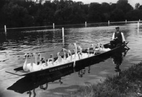 Ппц. Как он один их всех собрал?! И почему они не убегают? Ручные что ли?