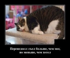 20+ уморительных котов, чье поведение не поддается объяснению