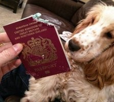 15 питомцев, которых поймали прямо на месте преступления