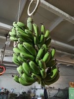 Сегодня на работе принесли.