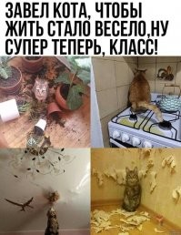 15 питомцев, которых поймали прямо на месте преступления
