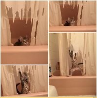 Для душа и души: 25 оригинальных занавесок для ванной комнаты