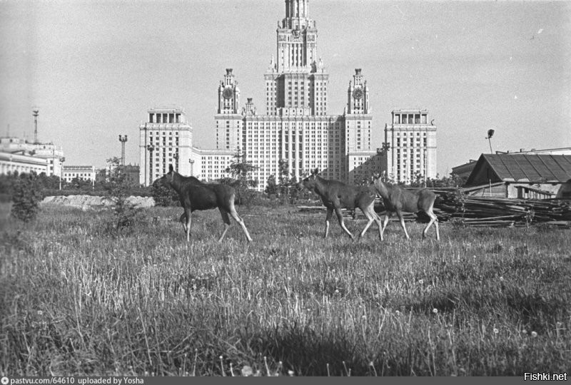 Уже это за какой срок? 60 лет назад в районе воробьёвых гор в Москве лоси гуляли, потому что это был край города