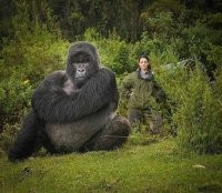 Это Исабкуро из Руанды - добродушный гигант.
По выражению лица прям душка :)