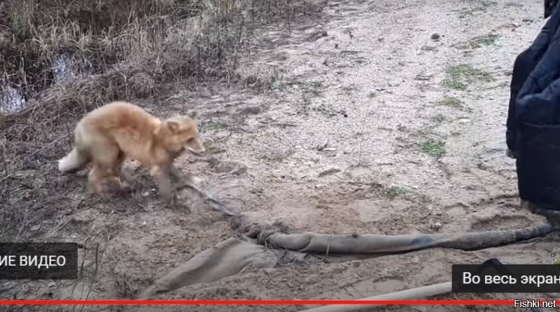 На замедленном видео хорошо видно, как тряпка соскальзывает с шеи, и лиса убегает уже без неё.