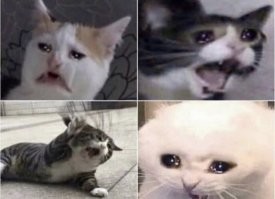 Мужчина умер от разрыва сердца на похоронах своего кота