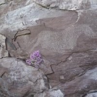 Вроде бы в СО РАН был ещё академик Деревянко - конкурент Ларичева - тоже занимался подобными исследованиями. А Ларичев много в Хакасии копал. Может просто не публикуются его материалы.
"Белая лошадь" - тже его находка