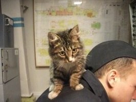 Сейчас коты не служат в ВМФ из-за строгих санитарных требований

ага конечно