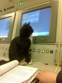 Сейчас коты не служат в ВМФ из-за строгих санитарных требований

ага конечно