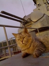 Сейчас коты не служат в ВМФ из-за строгих санитарных требований

ага конечно