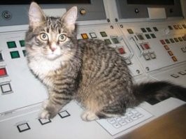 Сейчас коты не служат в ВМФ из-за строгих санитарных требований

ага конечно