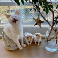 Зачем на кошку с котятами юбки надели?