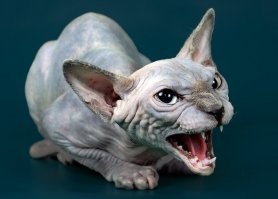 Ага. Всегда. И попробуй не согласиться.