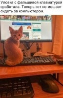 Мой кот, как только встаю из-за компьютера, сразу запрыгивает на освободившийся стул. Поставил второй.