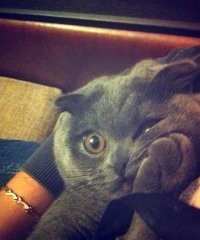 17 котеек, которые напрочь забыли о своей фотогеничности