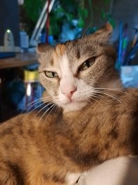 17 котеек, которые напрочь забыли о своей фотогеничности