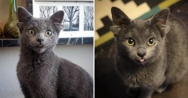 Мутанты среди нас: необычные пород кошек