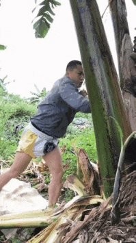 Хера, как у них с борщевиком всё запущено