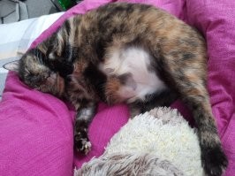 Собаку. У нас кошка и кот. Если нам на работу, они встают в 6 утра. Если у нас выходной, они спят до талого с нами. Мы уже встаём, а они один глаз откроют и дальше лежат.