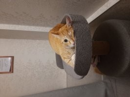 Собаку. У нас кошка и кот. Если нам на работу, они встают в 6 утра. Если у нас выходной, они спят до талого с нами. Мы уже встаём, а они один глаз откроют и дальше лежат.
