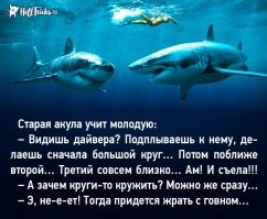 Медведь и горнолыжный инструктор