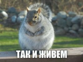 Белка залезла в кормушку для птиц, объелась и застряла