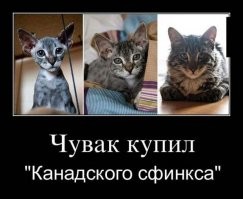 Чуваку хоть побрили кота, но как принять это чудо за волка?