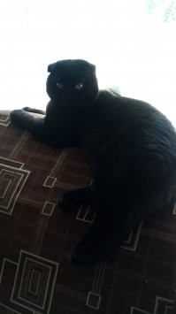 Мой шотландец.