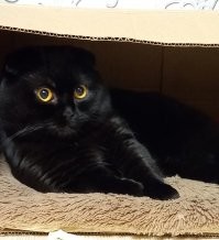 Мой шотландец.