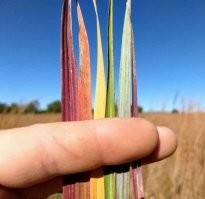 Это пропаганда извращенцев