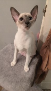 Мой чудесный ориентальный сиам Рёкки)))))Нежнейший и ласковый...умный и добрый)