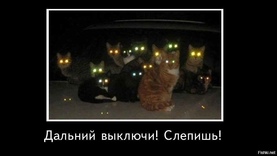 Включи выключи котов. Кот с дальним светом. Дальний свет прикол. Выключи Дальний кот. Шутки про Дальний свет.