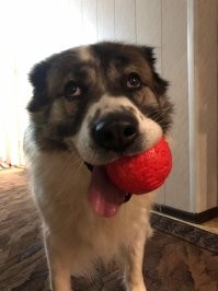 Не бойся, он не кусается